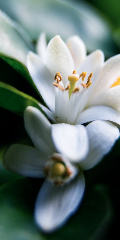 Sunlit Neroli